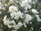 arbre fleurie - δωρεάν png κινούμενο GIF