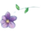 fiore viola bimbo - png grátis Gif Animado