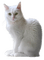 Cat, white, sitting png