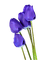 тюльпаны - png gratis GIF animado