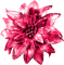 Flower.Pink - bezmaksas png animēts GIF