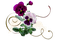 violer--blommor--flowers - besplatni png animirani GIF