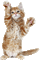 gato by EstrellaCristal - Бесплатни анимирани ГИФ анимирани ГИФ