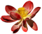 Kaz_Creations Deco Flower Colours - zadarmo png animovaný GIF