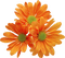 flowers autumn flower vintage kikkapink - PNG gratuit GIF animé
