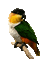 Parrot birds bp - Kostenlose animierte GIFs Animiertes GIF