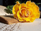 Rosa amarilla - GIF animado gratis GIF animado