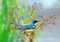 Kaz_Creations Backgrounds Background Bird - gratis png animeret GIF