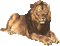 grand lion - Free animated GIF Animated GIF