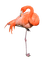 Kaz_Creations Flamingos Birds Bird - darmowe png animowany gif