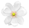 white-flower-minou52 - PNG gratuit GIF animé