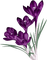 violets - png gratuito GIF animata