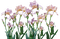 kukka fleur flower - PNG gratuit GIF animé