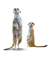 meerkat erdmännchen animal suricate - darmowe png animowany gif