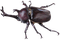 beetle - png gratis GIF animado