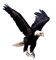 hawk katrin - 免费PNG 动画 GIF