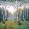 background animated hintergrund natur milla1959