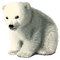 ice bear - PNG gratuit GIF animé