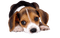 Tournesol94 chien - gratis png geanimeerde GIF