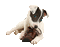 Puppy Chewing Shoe - GIF animé gratuit GIF animé