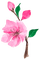 aquarelle,  fleur, Orabel - безплатен png анимиран GIF