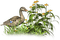 duck katrin - безплатен png анимиран GIF