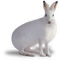 Kaz_Creations Animals Rabbit Hare - zadarmo png animovaný GIF