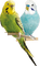 birds budgerigar bp - безплатен png анимиран GIF
