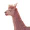 llama lama fun gif  chameaux pink kamele camels animal tube anime animated - Бесплатный анимированный гифка анимированный гифка