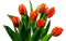 Flores - bezmaksas png animēts GIF
