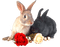 rabbits by nataliplus - ilmainen png animoitu GIF