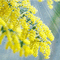 mimosen milla1959 - Free animated GIF Animated GIF