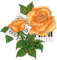 Rose  orange - ilmainen png animoitu GIF
