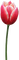 Kaz_Creations Deco Flowers Tulips Flower - PNG gratuit GIF animé
