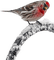 Kaz_Creations Birds Bird Winter - Free PNG Animated GIF