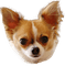 Chihuahua - gratis png animerad GIF