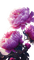 fleurs pivoines - darmowe png animowany gif