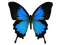 ✶ Butterfly {by Merishy} ✶ - PNG gratuit GIF animé