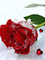роза и снег - GIF animé gratuit GIF animé