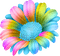 Fleur multicolore