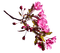 fleurs - Free PNG Animated GIF