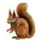 Kaz_Creations Squirrel - PNG gratuit GIF animé