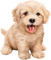 Tournesol94 chien - ingyenes png animált GIF