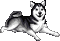 Husky Wagging Tail - Free animated GIF Animated GIF