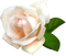 Rose Flower - zdarma png animovaný GIF
