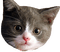 cat - Безплатен анимиран GIF