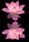 lotus - 免费动画 GIF 动画 GIF