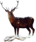 Kaz_Creations Deer - δωρεάν png κινούμενο GIF