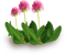 Kaz_Creations Deco Grass Garden Flowers - PNG gratuit GIF animé
