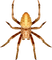spider - zdarma png animovaný GIF